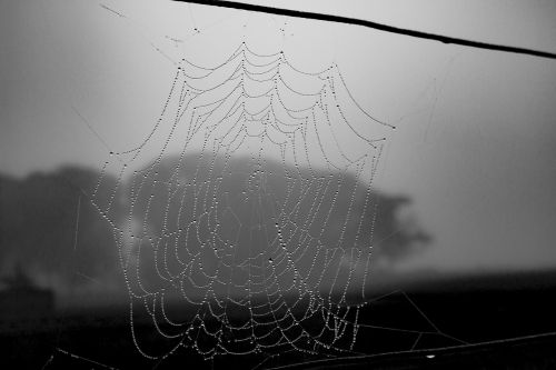 spiderweb black and white halloween