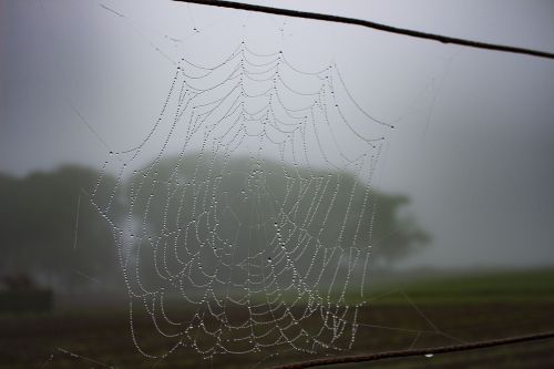 spiderweb dew rain
