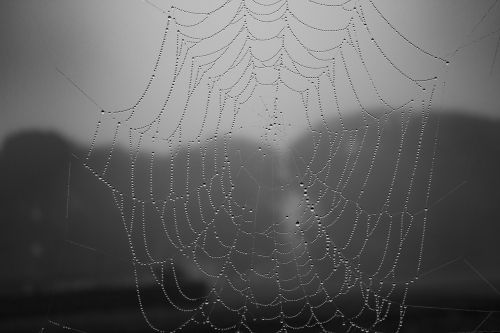 spiderweb dew drops
