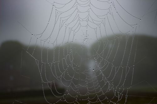 spiderweb mist dew