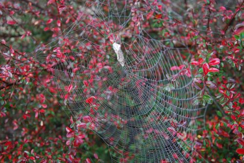 spiderweb web frost