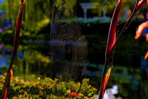 spiderweb  nature  web