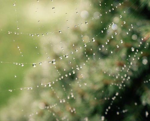 spiderweb  spider  web