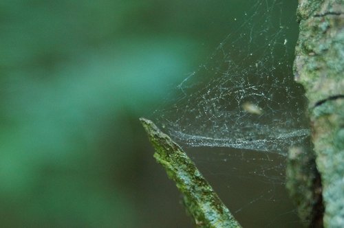 spiderweb  natural  cobwebs