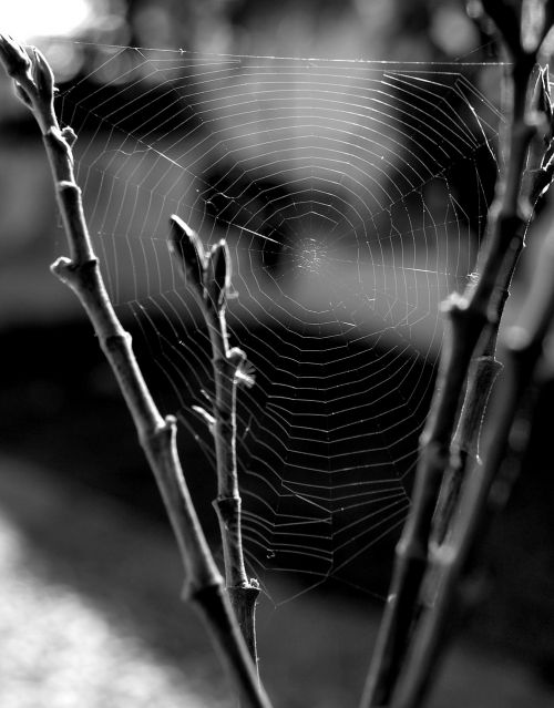 spiderweb spider nature