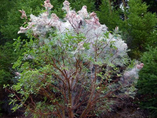 spiderweb covered tree