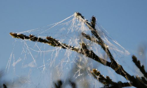 spiderweb cobweb spider