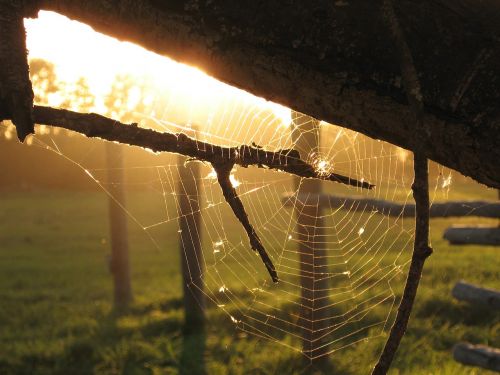 spiderweb nature sun