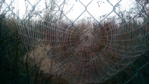 Spiderweb On Fence