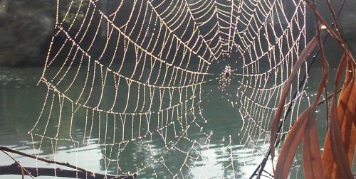 Spiderweb With Dew
