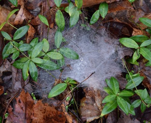 spiderwebs with raindrops forest floor nature
