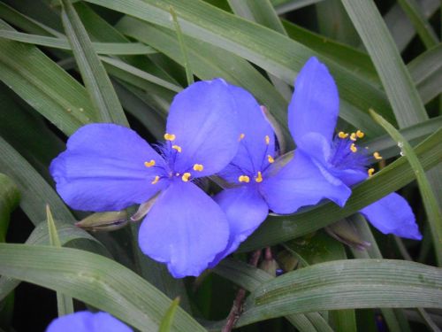 spiderwort flower nature