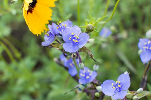 spiderwort flower tradescantia