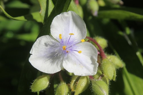 spiderwort  white  purple