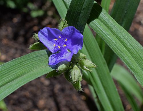 spiderwort with buds tradescantia bud