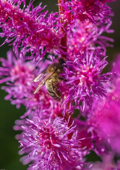 spiere prachtspiere astilbe