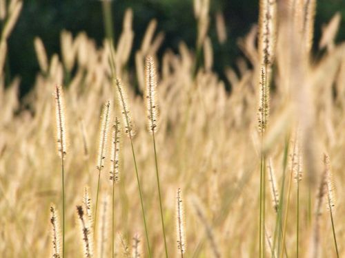 spike autumn cereals