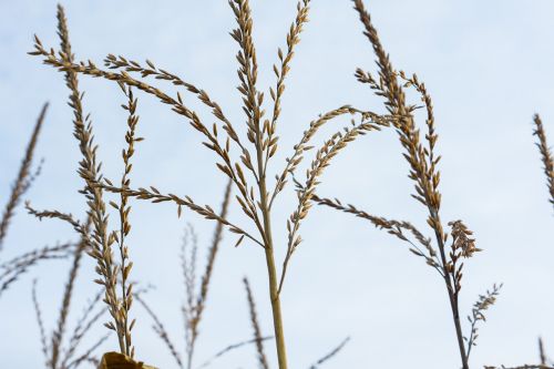 spike grasses blades of grass