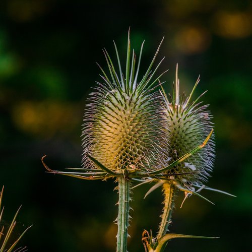 spike  plant  nature