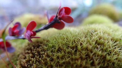 spike  moss  plant