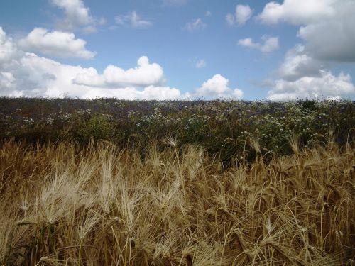 spike field sky