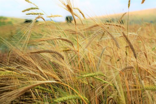 spike  wheat  grain