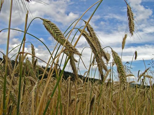 spike cereals grain