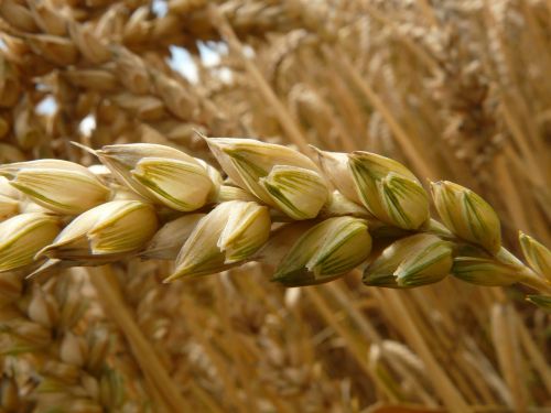 spike wheat cereals