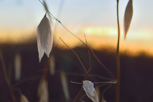 spikes sunset nature