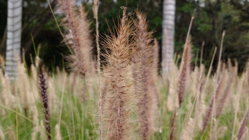 spikes  garden