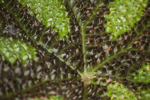 spikes  leaf  nature