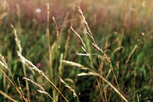 spikes  summer  crops