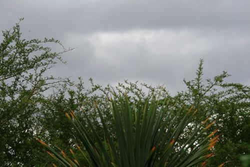 Spiky Plant On Cloudy Day