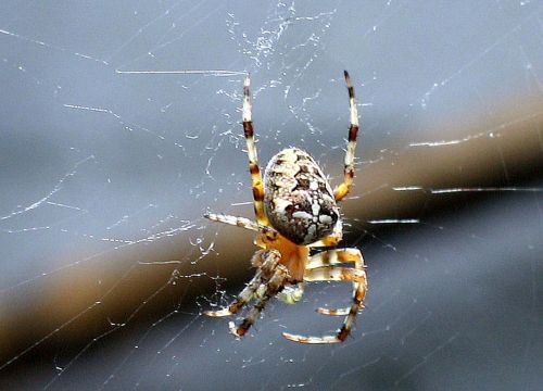 spin web spiders