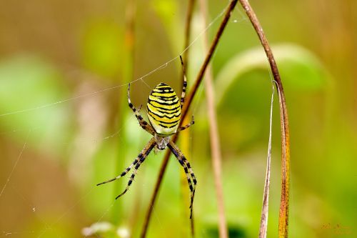 spin tiger spider arthropods