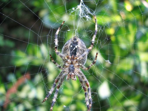 spin web spider web