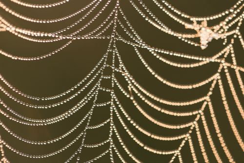 spin web nature