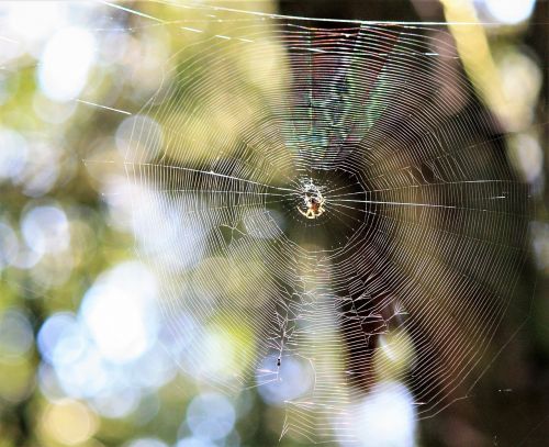 spin spider web cobweb