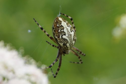 spin  fauna  bug