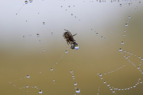 spin threads spider drop of water
