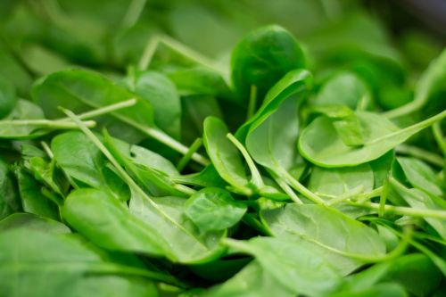 spinach plant nutrition
