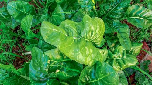 spinach vegetables garden