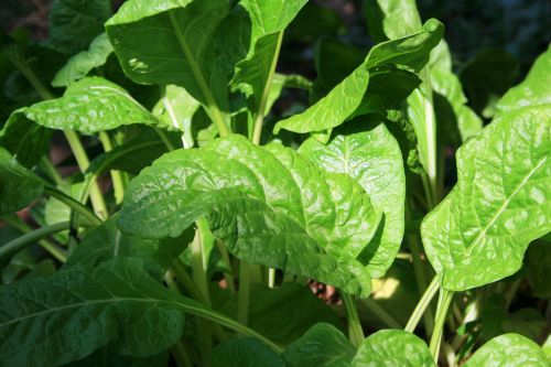 Spinach In The Sun