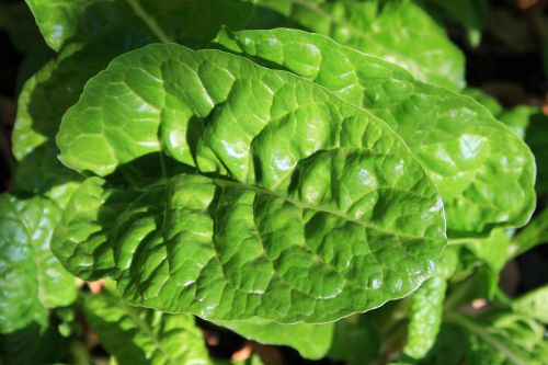 Spinach Leaf