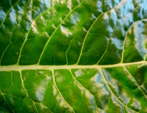 Spinach Leaf