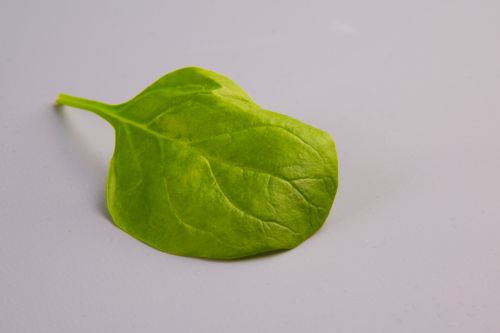 Spinach Leaves