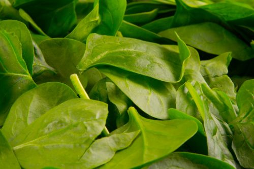 Spinach Leaves