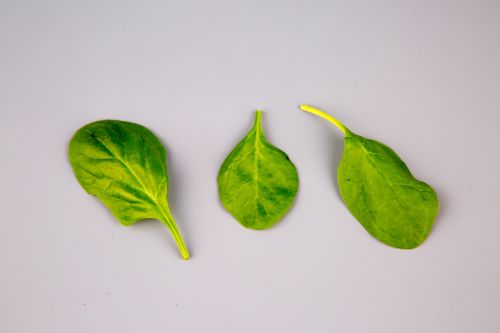 Spinach Leaves