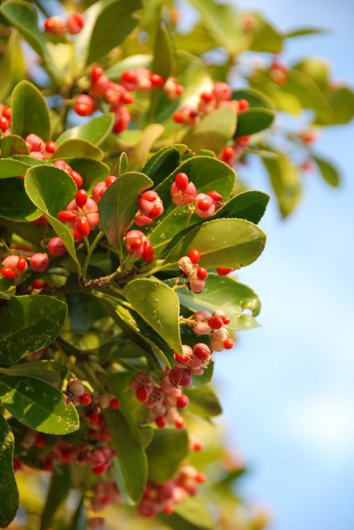 spindle flower red