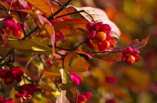 spindle bush bright